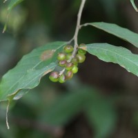 Aporosa lanceolata (Tul.) Thwaites